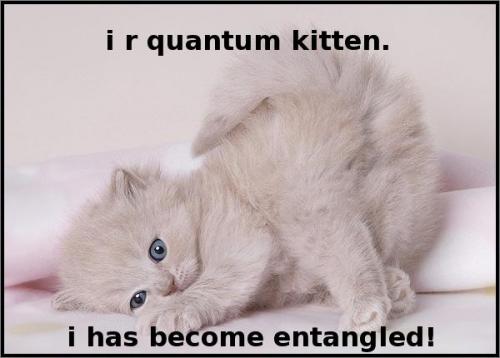 i r quantum kitten. i has become entangled!